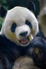 Obraz premium Giant panda