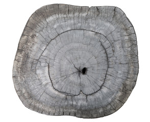 A slice of old wood of cut tree. Dendrochronology clipping path Isolated.