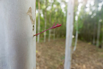 Close up eucalyptus tree at forest background, eucalyptus forest for paper industry.