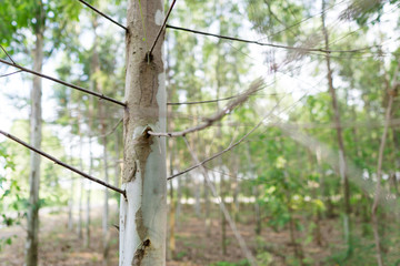 Close up eucalyptus tree at forest background, eucalyptus forest for paper industry.