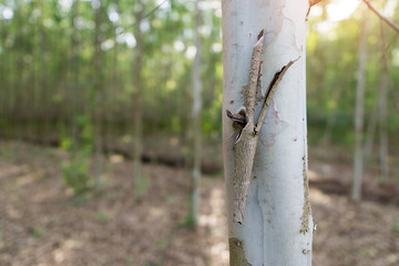 Close up eucalyptus tree at forest background, eucalyptus forest for paper industry.