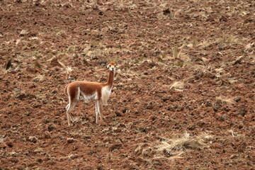 Vicuña
