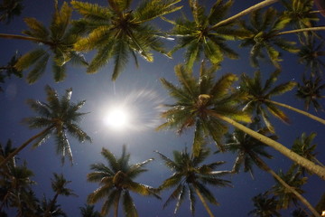 Fototapeta na wymiar Palmtrees in the night sky in Sumbawa
