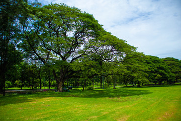 Fototapeta na wymiar lush green trees blue sky in the afternoon at chatuchak railway park