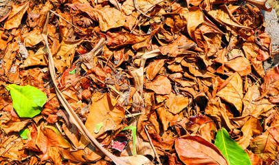 autumn leaves on the ground