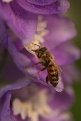 closeup of a honey bee on larkspur blossom