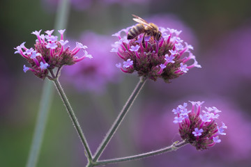 bee on verbena bonariensis in pesticide free botanic garden;save the bees