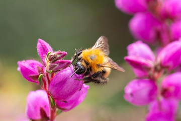 bumble bee on erica blossom; save the bees pesticide free concept