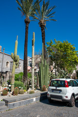 Amazingly tall cactus plants growing next to palm trees in Catania, Sicily