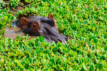 Hippo peeking out