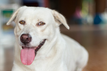 Close up of White dog looking at  camera