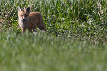 Cute Fox Kits Play fighting and Watching curiously