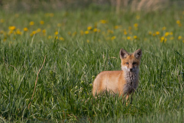 Cute Fox Kits Play fighting and Watching curiously
