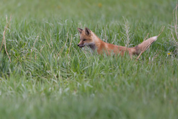 Cute Fox Kits Play fighting and Watching curiously