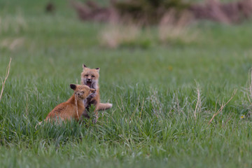 Cute Fox Kits Play fighting and Watching curiously