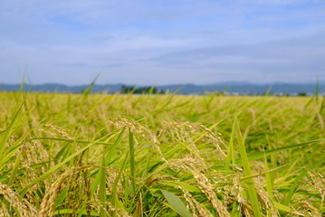 会津の田園風景 稲穂 日本の秋 お米 収穫 農業 自然 ご飯 白米 福島 喜多方 会津盆地