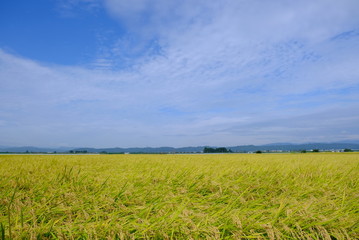 会津の田園風景 稲穂 日本の秋 お米 収穫 農業 自然 ご飯 白米 福島 喜多方 会津盆地