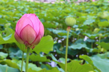 Lotus flower, japan, july