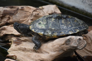 river box turtle  on the tree,long life animal,animal show