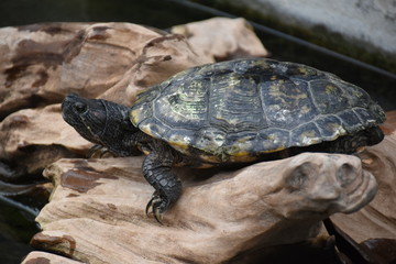 river box turtle  on the tree,long life animal,animal show