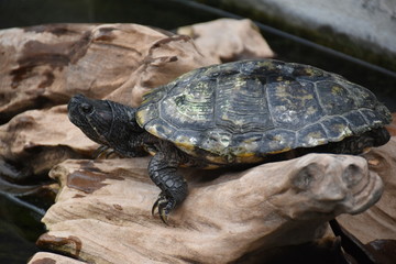 river box turtle  on the tree,long life animal,animal show