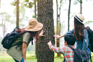 Fototapeta premium A group of travelers hiking and exploring a beautiful pine tree in the forest