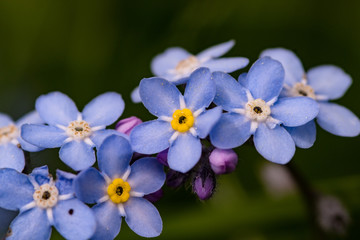 Fototapeta na wymiar macro of a forget me not blooming on a mountain meadow