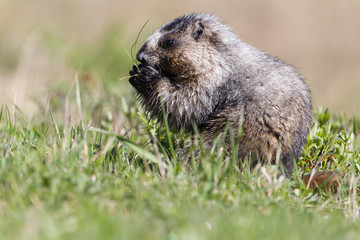 Hoary Marmot in the Canadian Rockies