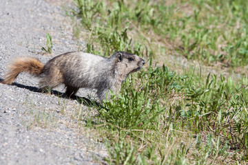 Hoary Marmot in the Canadian Rockies