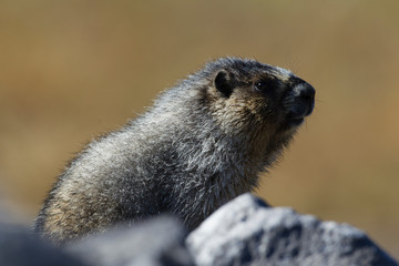 Hoary Marmot in the Canadian Rockies