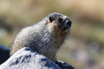 Naklejka na ściany i meble Hoary Marmot in the Canadian Rockies
