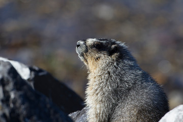 Hoary Marmot in the Canadian Rockies