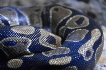 snake on the tree with closeup snakeskin 