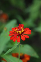 florecer, flores silvestres 