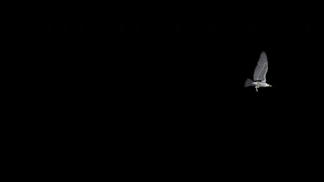 Peregrine falcon flying over screen from left to right corners. Realistic 3D animation related to nature, birds, animals, fantasy and magic. Isolated on transparent background with alpha channel.