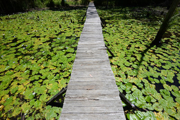 Timber deck walkway on waterlilly fields