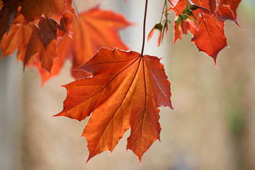 Orange Maple Fall Leaf Hanging from Tree in Sunlight