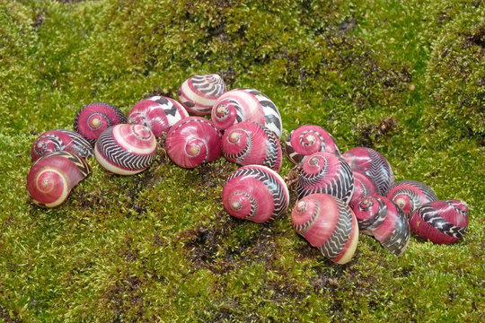 The red racer snail (Vittina waigiensis), the world most beautiful and rarest aquatic snail, they are dazzling and mesmerizing with their patterns and vibrant colors, native to Philippines.