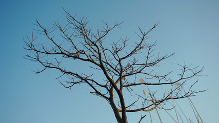 The bare branches of winter trees