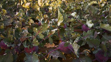 Organic purple kohlrabi growing in farm