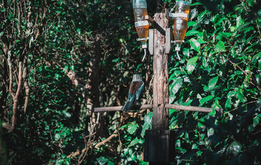 The Beautiful New Zealand Tui Brid