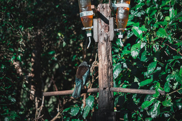 The Beautiful New Zealand Tui Brid