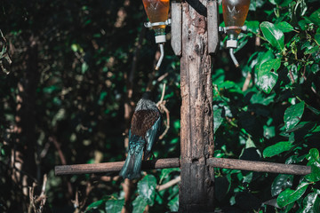 The Beautiful New Zealand Tui Brid