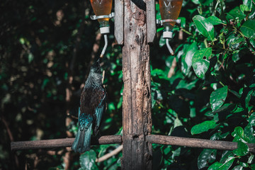 The Beautiful New Zealand Tui Brid