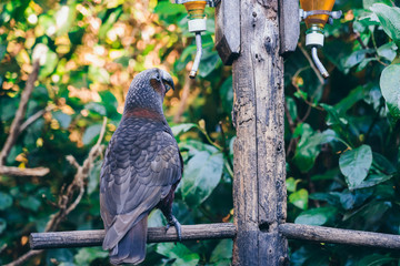 Kaka brid in New Zealand