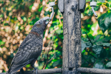 Kaka brid in New Zealand
