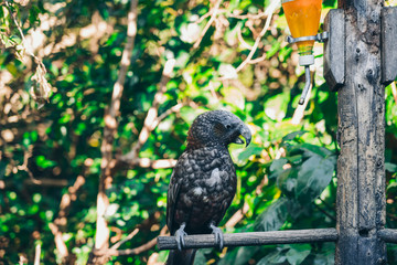 Kaka brid in New Zealand