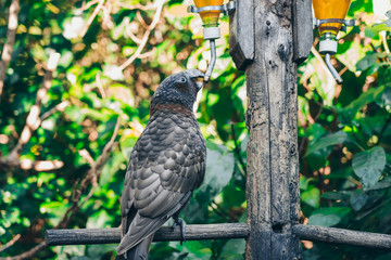 Kaka brid in New Zealand