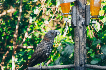 Kaka brid in New Zealand