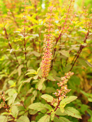 close up sweet basil tree